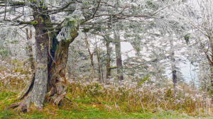 LANDSCAPE/SEASCAPE 1st 54A/ ENT ON A WALK-ABOUT -  Janet Hickey, Levittown PA