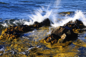 Anita Fanic-maine spray