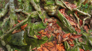 Janet Hickey-tree roots