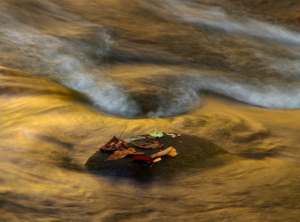 Marlene Mendez_golden swirl_5570