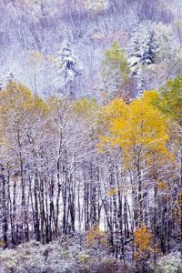 Michael Hickey-autumn snow