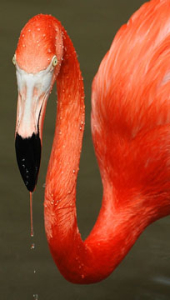 J Goltz_flamingo