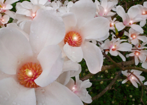open jlh magnolias