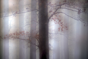 MJH foggy forest dreamscape