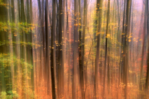 MJH forest pan blur