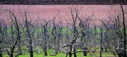 apple orchard abstract
