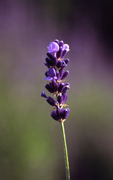 lavender up close