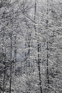 snow_anita fanic_woods in ice