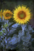 sunflowers4dblcraq