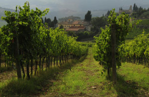 ADF Vineyard in Tuscany