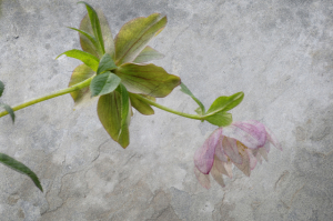 Fanic Floral Composite