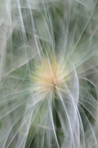 Fanic Floral Impression