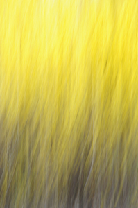 Fanic Glowing Forsythia