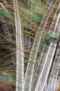 Fanic Peacock feathers
