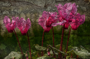 Janet Hickey_1080827_1601