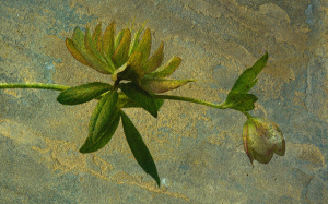 McKenna Hellebore montage