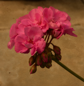 ROSE DE_4889 text
