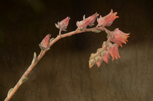 ROSE-DSC_4759bark