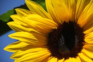 K Ditanna sunflower IMG_2296 copy